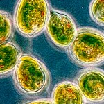 9-bacteries